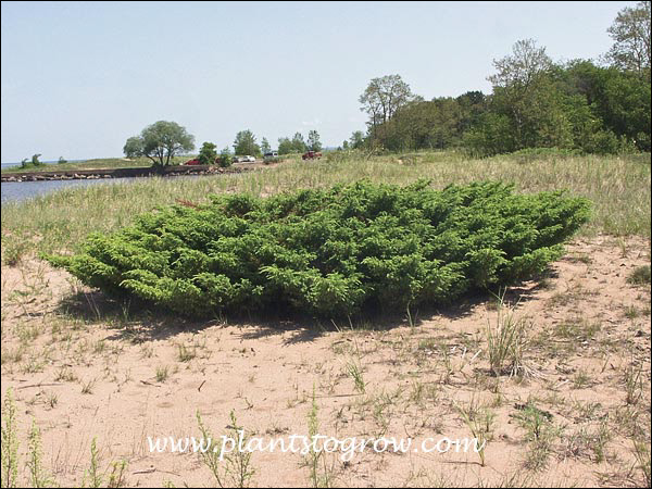 These plants were growing in sand on the shores of Lake Superior.